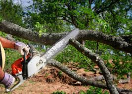  , USA Tree Removal and Landscaping Services Pros